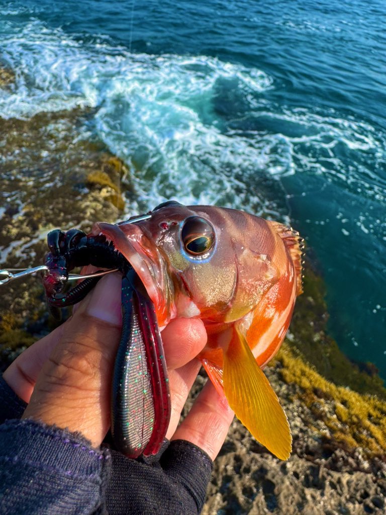 tatsuya0721y's tweet photo. 波裏、風裏でロックフィッシュ
チャントいた👍
#ECOGEAR
#キジハタホッグ
#NORIESOCEAN
#エスケープリトルツイン
#FLATFISHPROGRAMMU
#シューティングサーフ96カスタム
#DUEL
#ArmoredーFーPlusーpro1号
#魚に見えないピンクフロロ25lbs
#DECOY
#ロックンフック
#テキダン
#SHIMANO
#SWANS
#千葉県 https://t.co/3kiVFMACN8