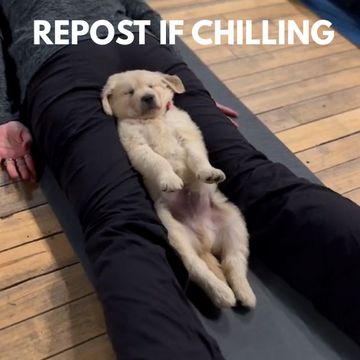 Puppy Yoga tweet media