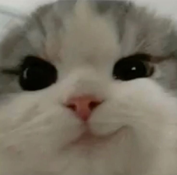 s0awang's tweet photo. meong 
#rawrkey https://t.co/1KtDdK9hmJ
