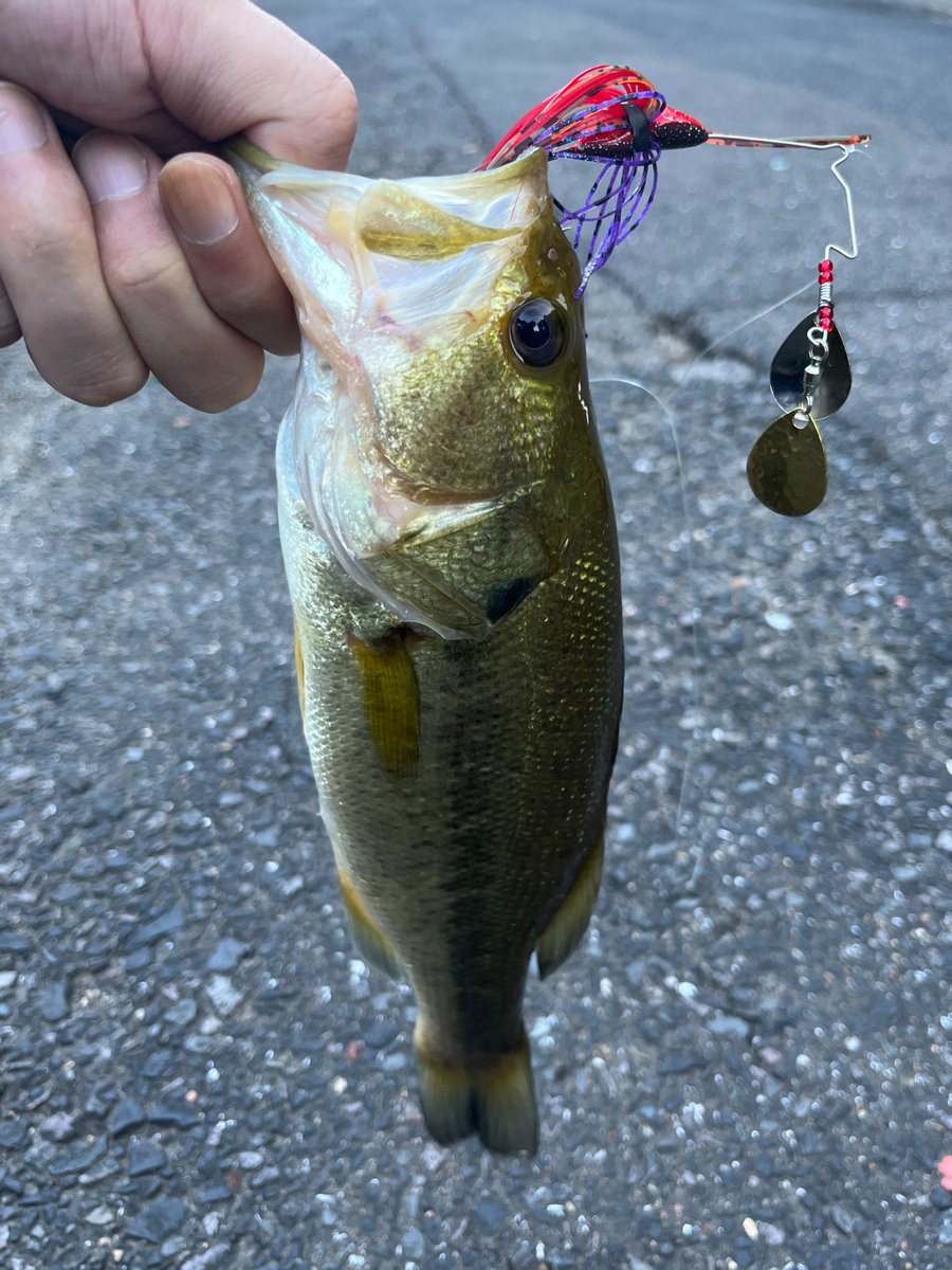 ルアー・フライ plotz Chilled ルアー・フライ plotz Chilled ルアー・フライ plotz Chilled