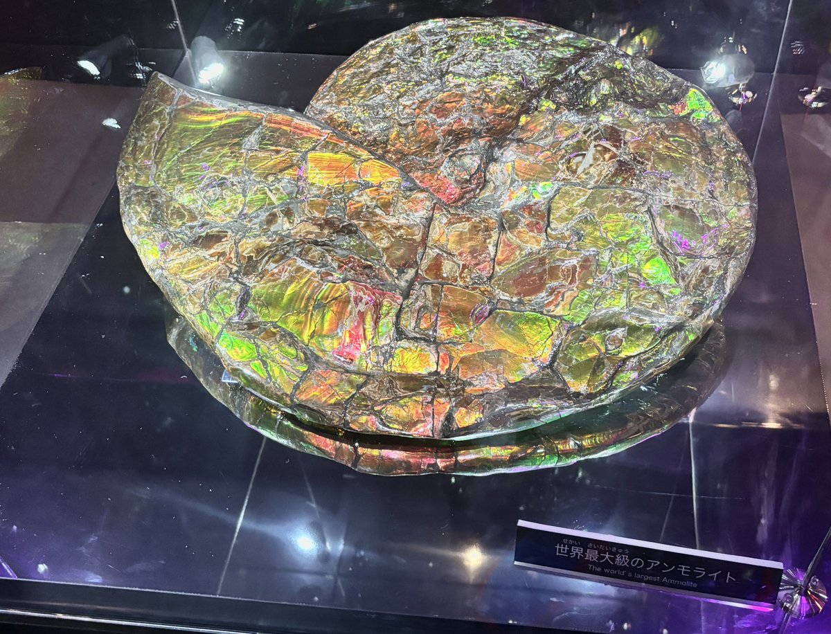 ⚪アンモナイト希少標本 Amazon | かわいい！赤ちゃんアンモナイト標本 S | 生態・採集