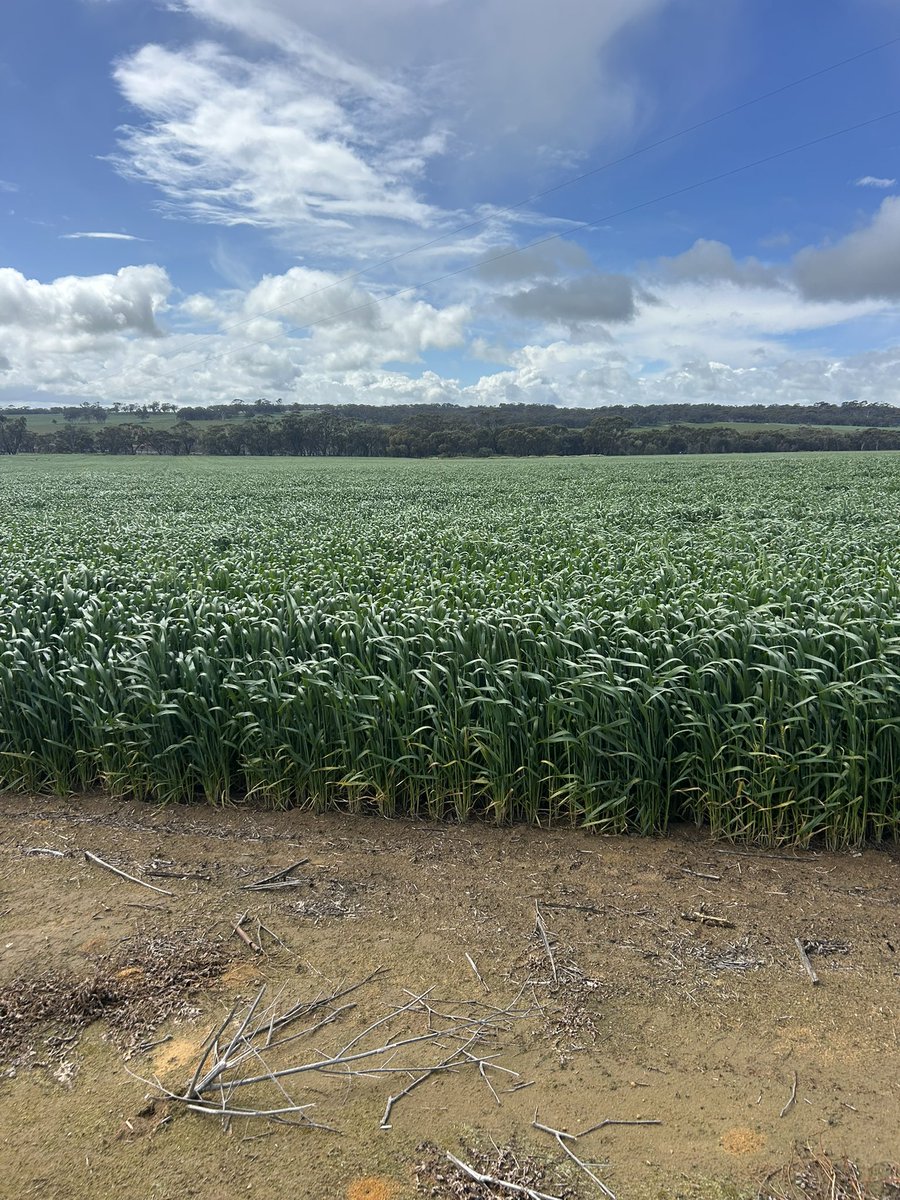 JJB McGill esquire Hoolz. living on McGill land tweet media