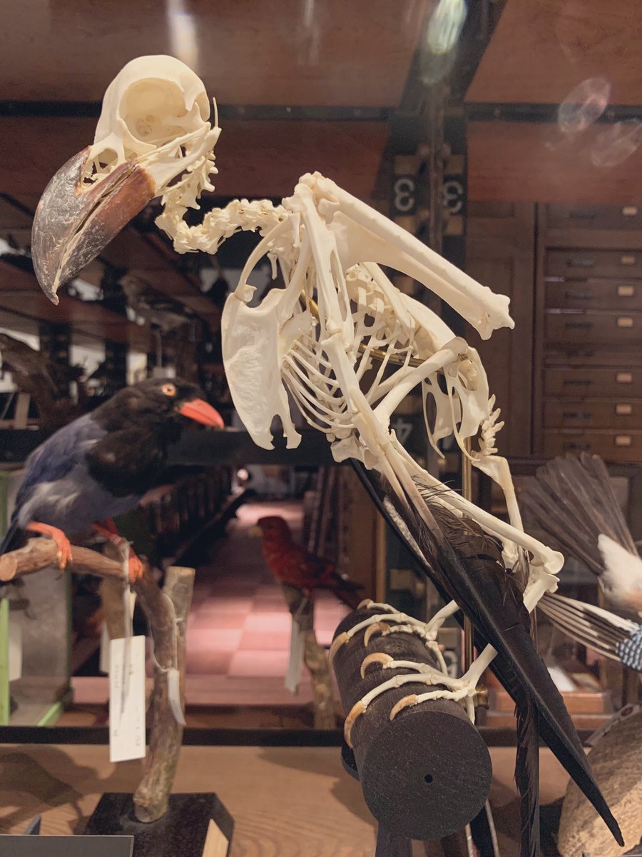 ハシブトカラスの骨格標本 カラスの日 ハシブトガラスの骨格標本