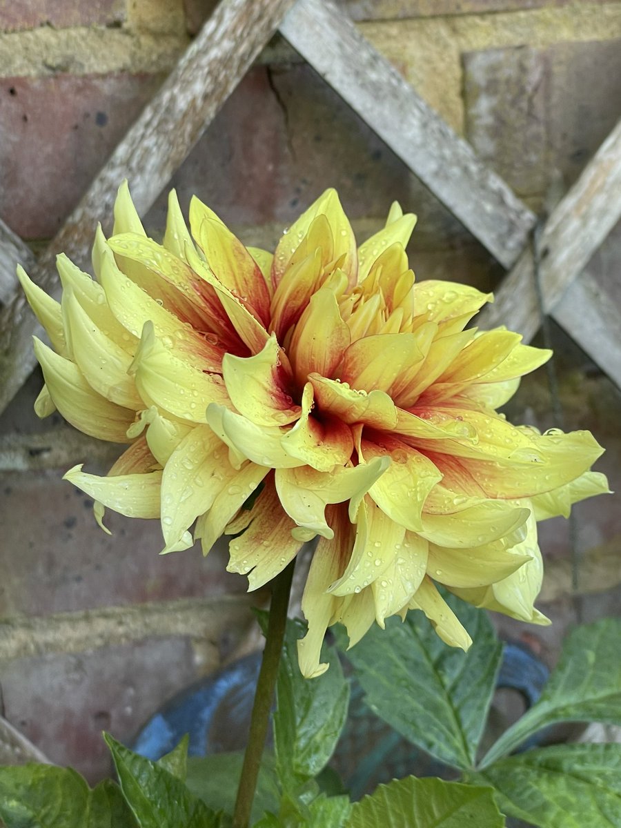 Good night world! Sleep well
#dhalia  #flower #garden #gardening