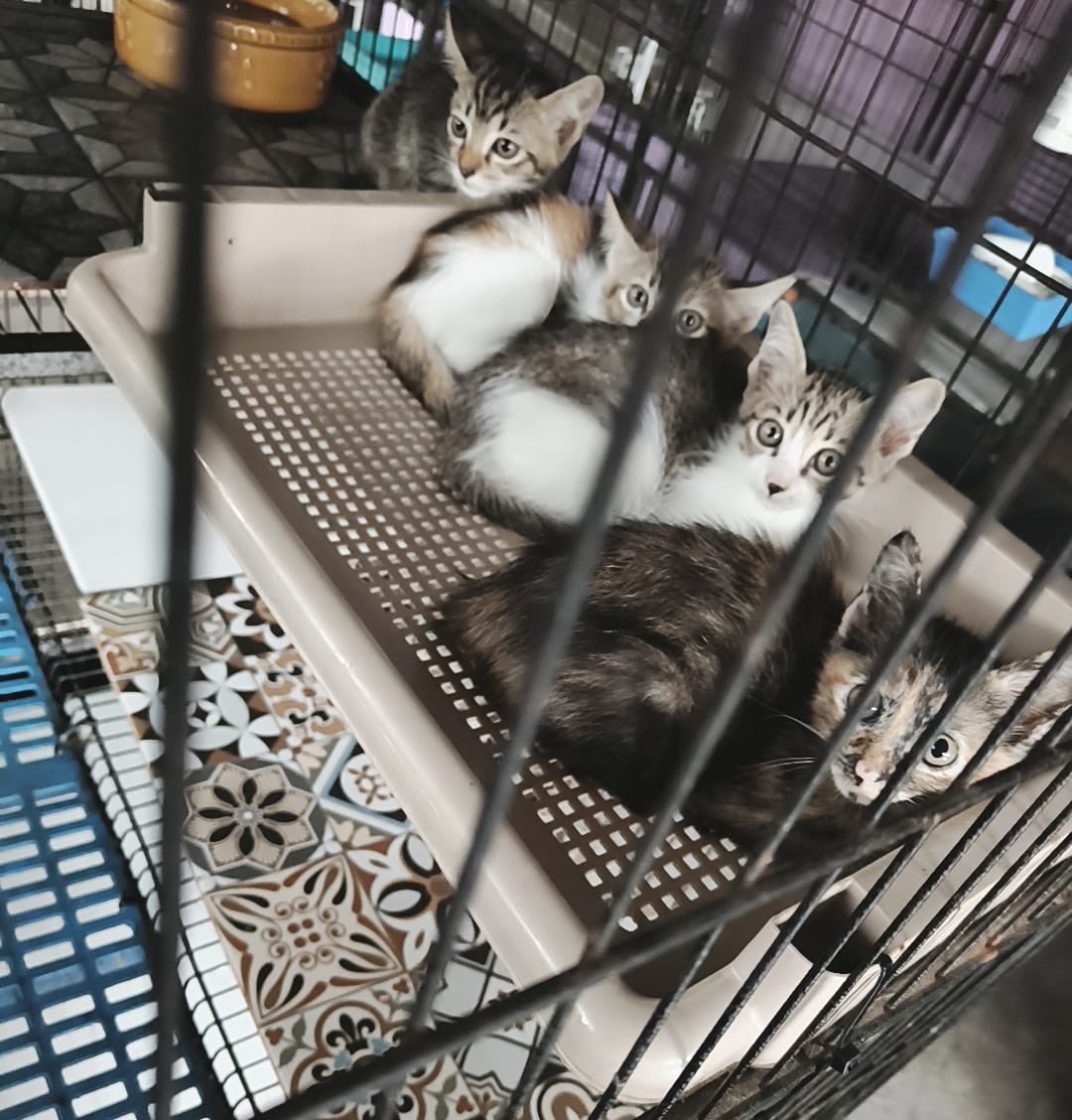 claiiiirrrreeee's tweet photo. @afhdlla_ @AimanAirin2 @adibahhanun @nabilfikran10 @jjhwonu @basyirahcute @NaddyHudson @nxjwanasir @ByFaizati @cats_rehome @C4TT000 @ieja_zaza131 @samantha_cavill @LilyZali @dyannesweet @dearsln @yemmeow @fourmeows1 @nurhskl @FiskaYenitaFK_ @sarahfarok @frdsh_ @fatyhax @sffeaaa_ @kyril_graguks @tattyhassan @hannnybunnyyy @itsybitsymin @inderasakti_kl @irdina_mieza @izzyumi @ketengahketepi @smittenby_V @LindaElleHafiza @luarbinari @lowongcat @panacetam0l @StrayFreeFndn @meeayusri @ManjitSinghG5 @pelisahh @ninashakirax @SoniaHoran__ @ianyumeow @rainingpeaxch 🆘 #AdoptDontShop 🐱
These kittens’ foster care time is ending soon. Please, if anyone has room, consider giving them a forever home 🏡💕 They’ve already lost their mother — what they need now is love, not more loneliness. 🌱

📍 KL/Selangor
📞 DM / 0199532208 https://t.co/fUFgKIecGI