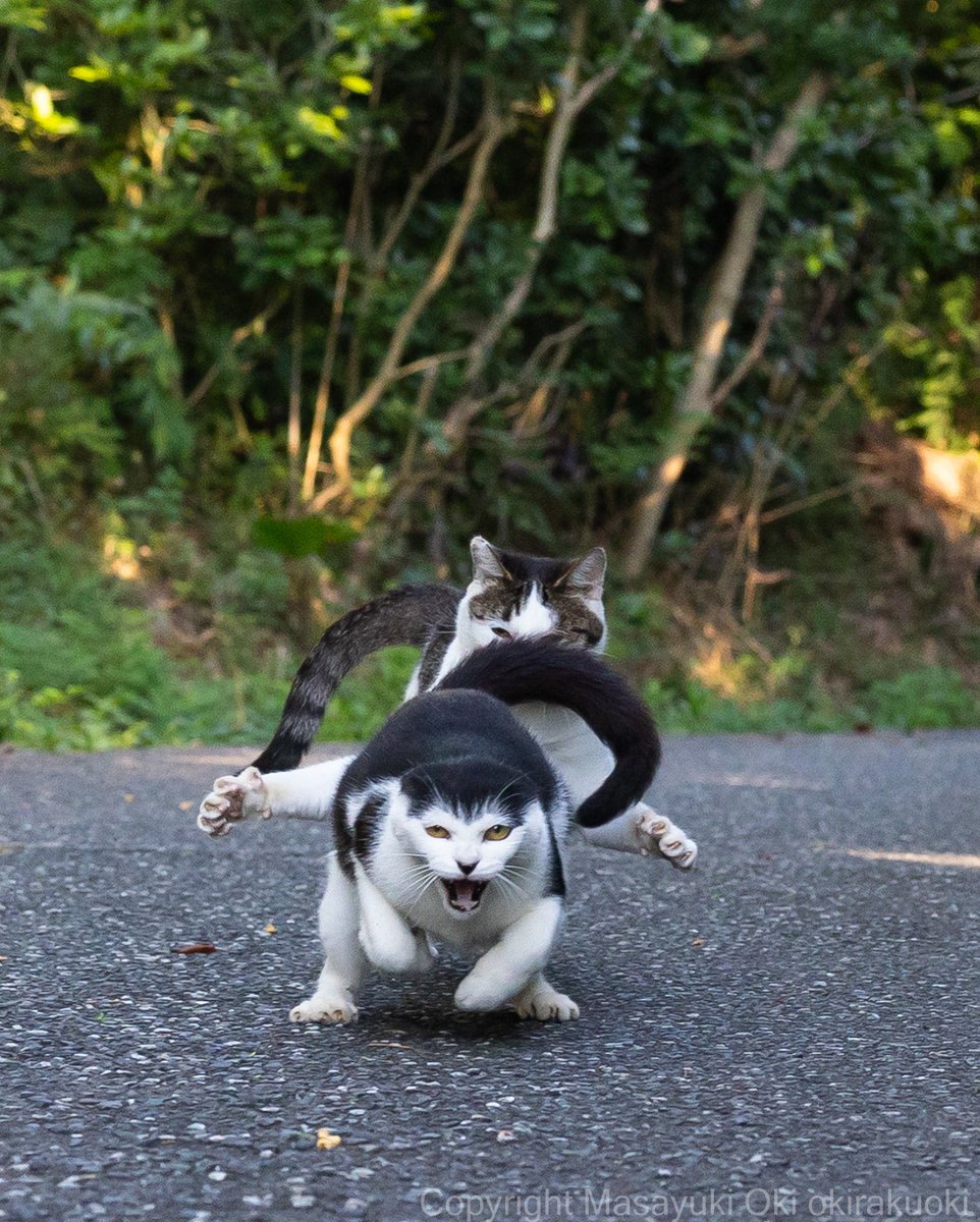 逃げろ！