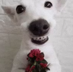 lemn 𖣂⋆。 tweet media