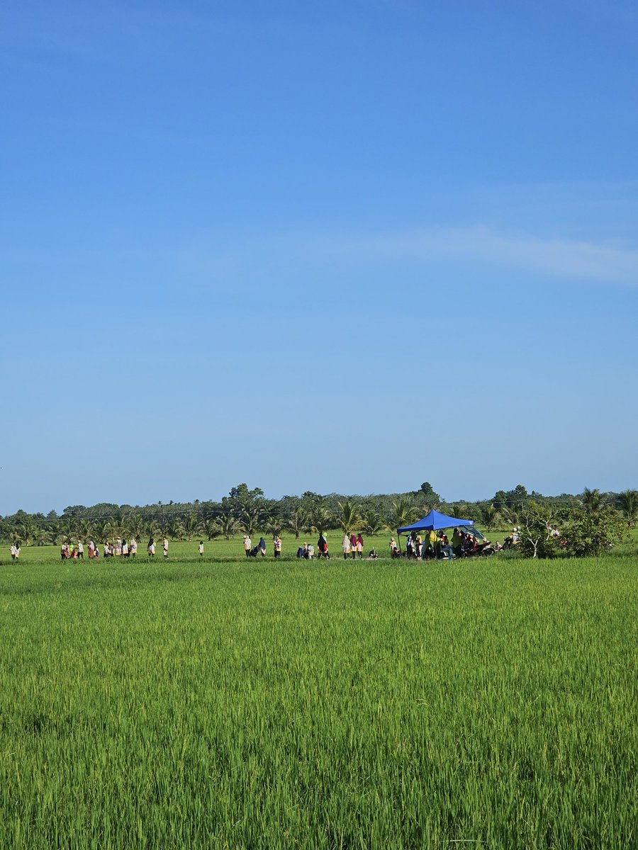 People in my kampung organise a funwalk around bendang. Absolutely beautiful.