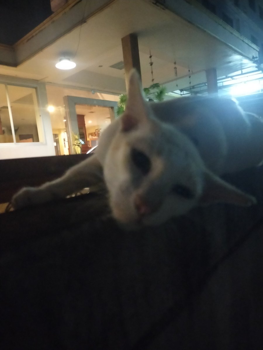 อรุณสวัสดิ์คับทุกคน ทุกคนรุ้ไม๊มะคืนฟี่นอนไวนะ!! 🥺🥺🥺 มาขอรางวัลคนเห่งน่ะ🤲

เมื่อคืนระหว่างเดินไปซื้อของเจอแมวด้วยล่ะครับ น้องตัวนี้เจ้าประจำ ไม่ดุเลย ให้ลูบตลอด ขนก็นุ่ม ตัวใหญ่ม้ากกกกก แต่หน้าทรงเดฟ

ขอให้เป็นวันที่ดีของทุกคนนะคับ 🩵