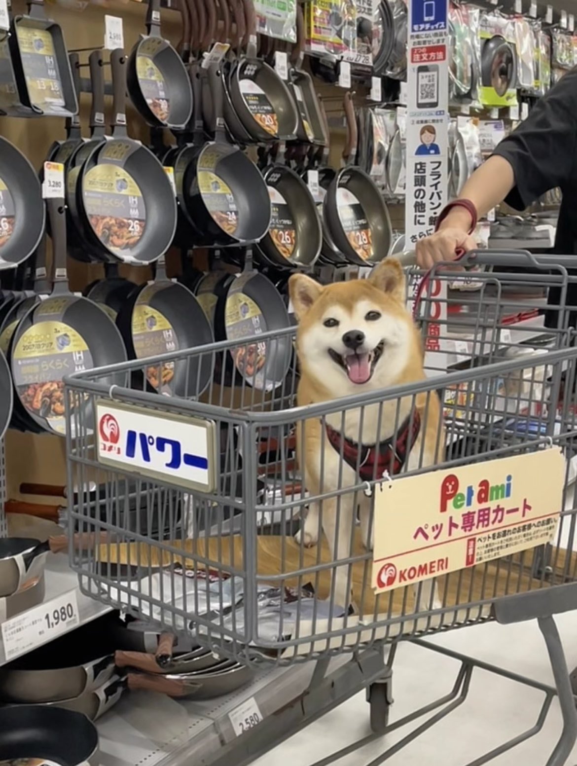 仲良し柴犬♡フライパン 柴犬·͜·♡もも on X: 
