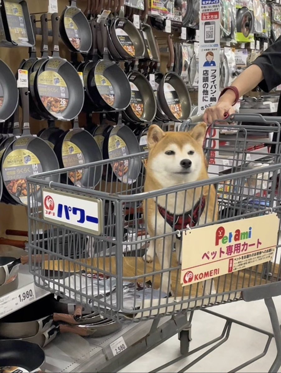 今日はフライパン買うだけ｣と言われた犬、買い物に冷めるの早っ…
