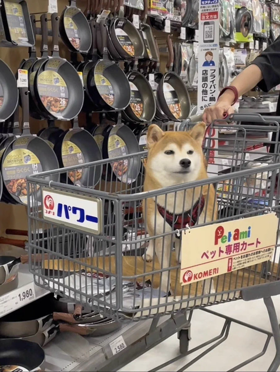 仲良し柴犬♡フライパン 柴犬·͜·♡もも on X: 