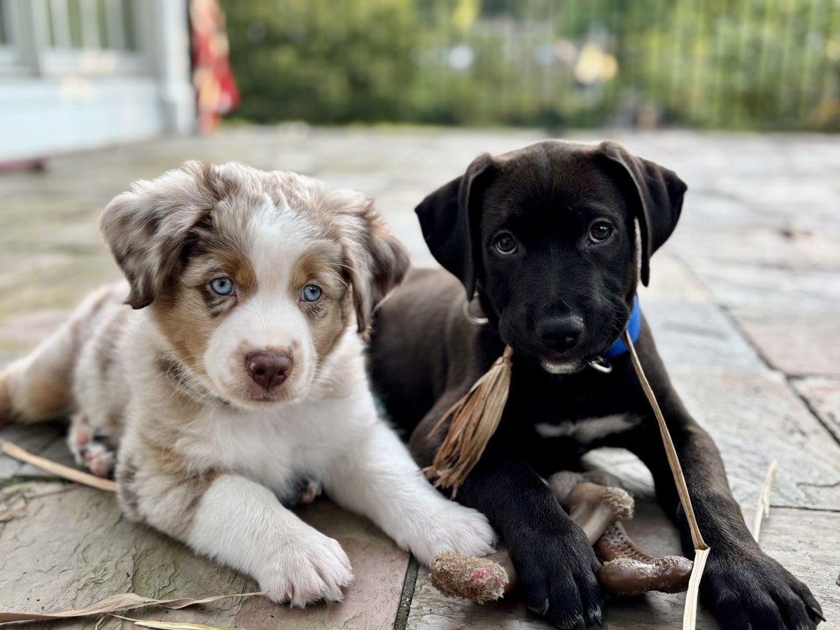 Annette Gibert tweet media