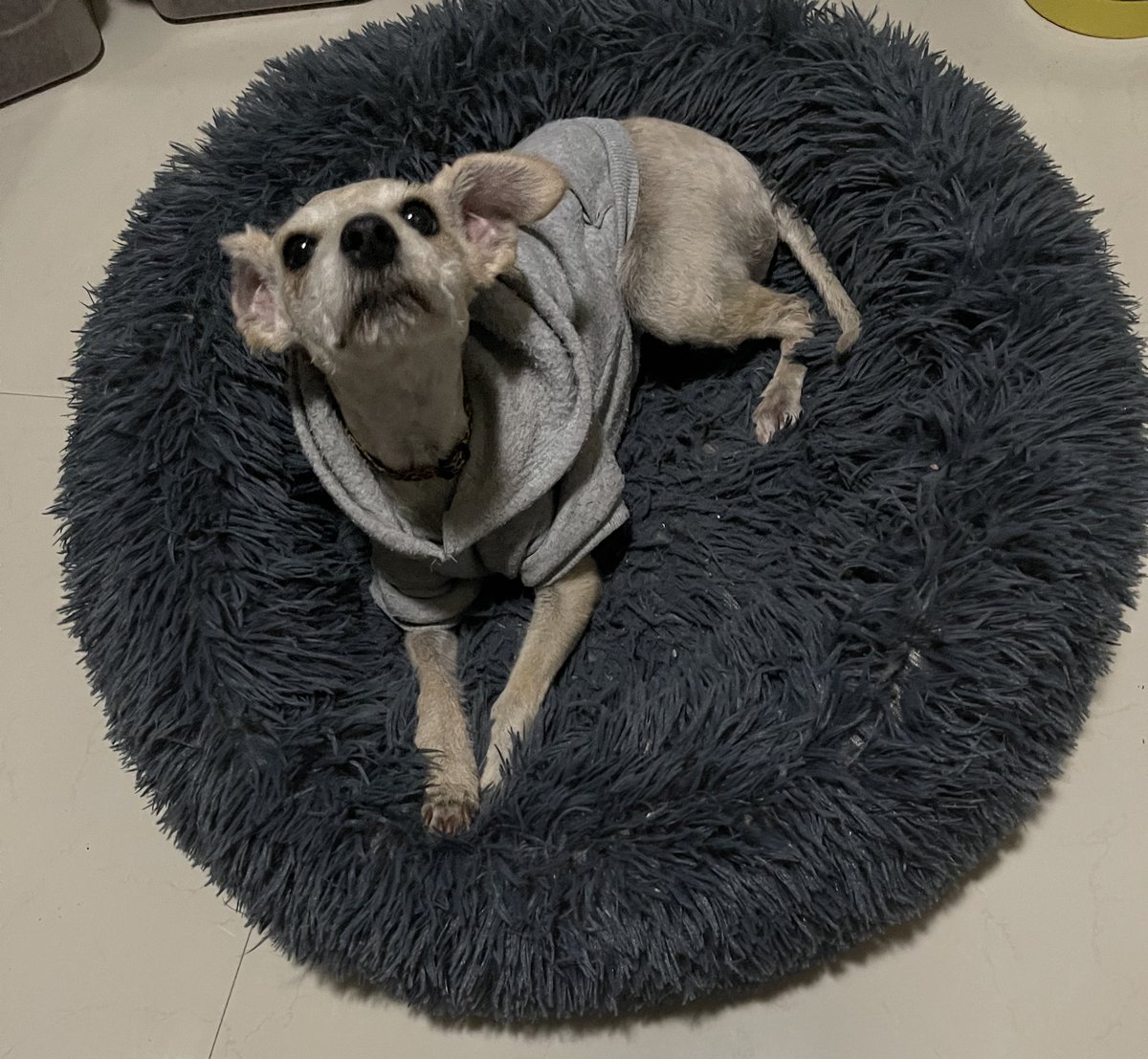 Me rejañaron 😔 porq eztava cotorreando a los jatitos, i Ume me dio un juantazo i yore, yo nomás qeria gujar