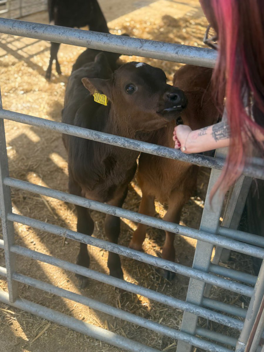 He’s not the only one falling for me today… 🐮😉