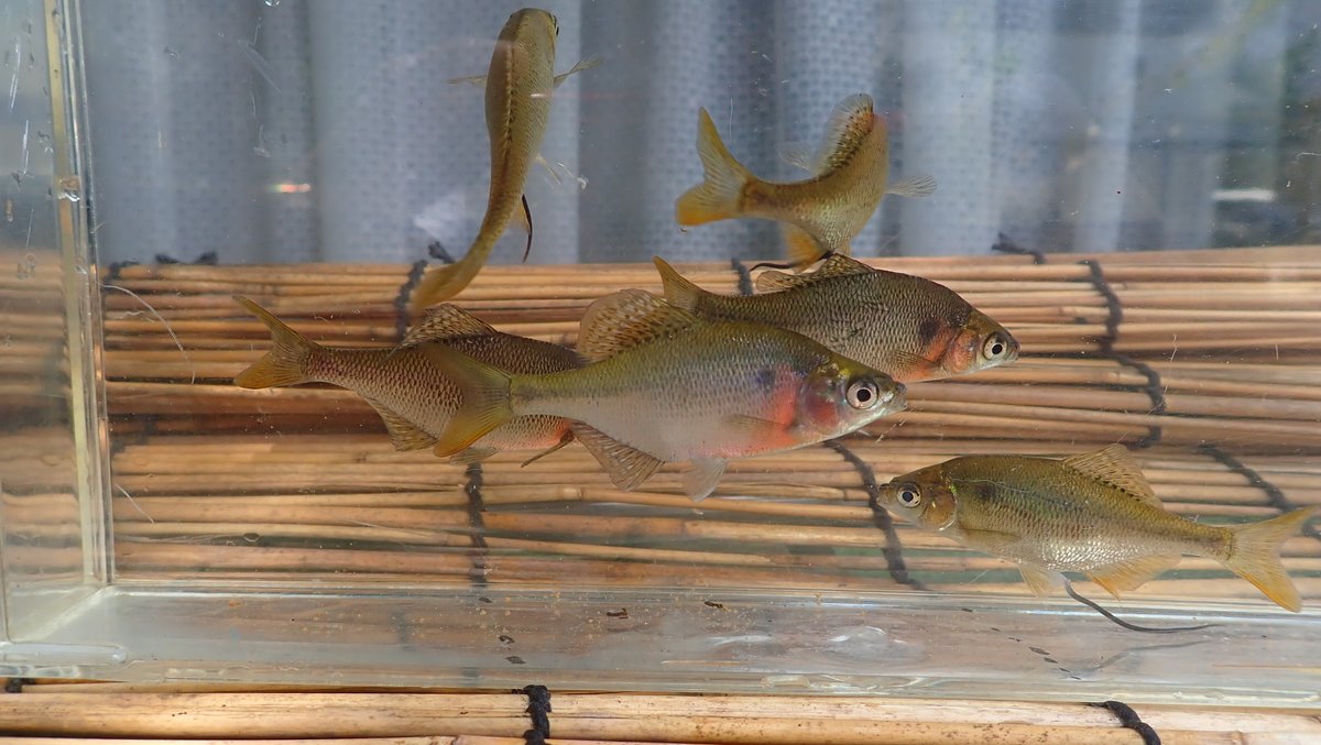 ひなパパ (@eVnPXYY0jptqyal) / Posts / X