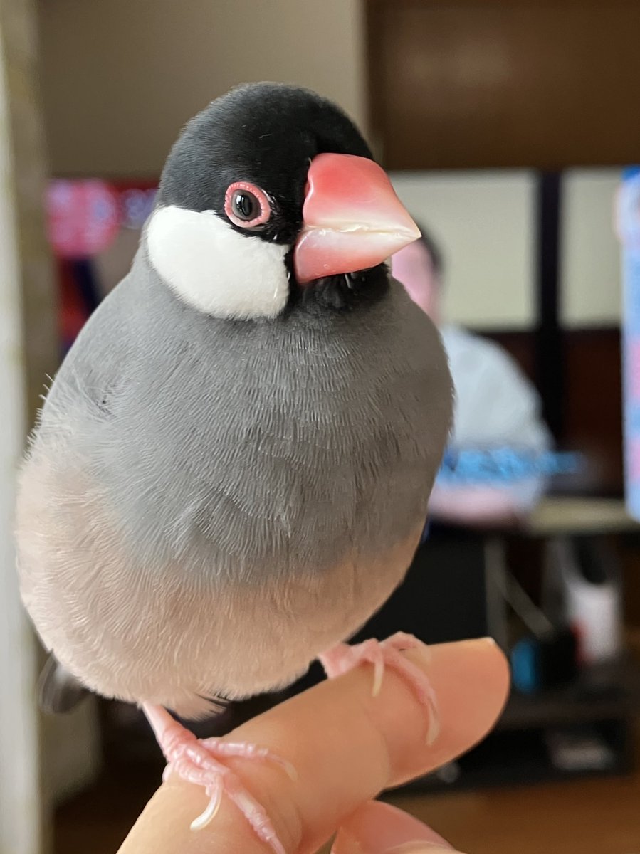リピーター様⭐︎むつ文鳥 HANSA（ぬいぐるみ） BH7248 ブンチョウ HANSA ぶんちょう 文鳥