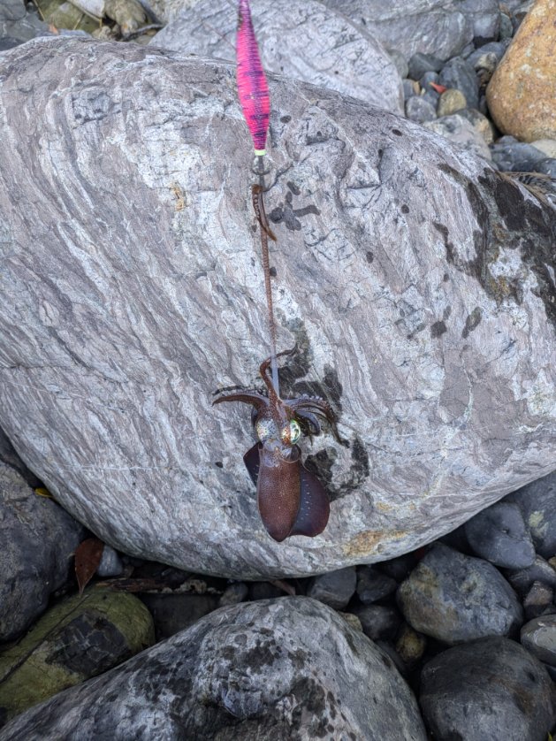 小林研究所 tweet media