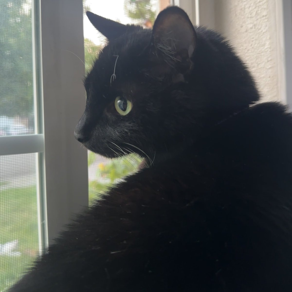 st_laurens's tweet photo. Zoomer. Buddy. 🐈‍⬛🖤 https://t.co/lOabjNskzm