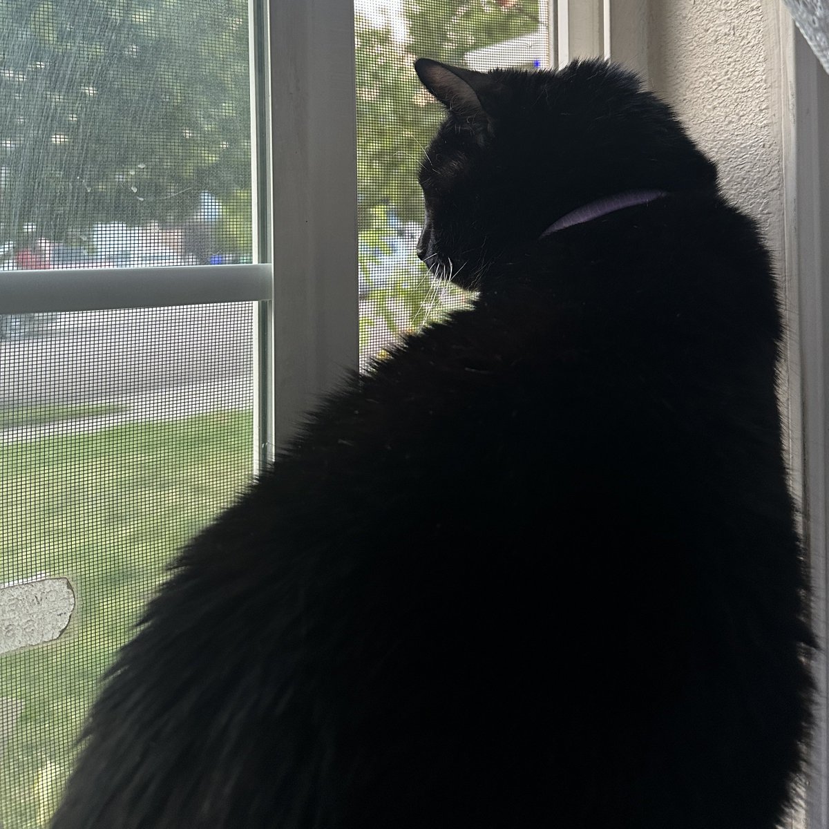 st_laurens's tweet photo. Zoomer. Buddy. 🐈‍⬛🖤 https://t.co/lOabjNskzm