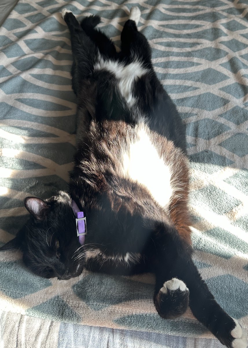 st_laurens's tweet photo. My long boy! https://t.co/szgPkkAvzm