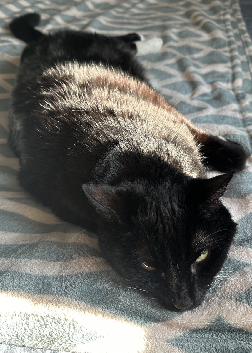 st_laurens's tweet photo. My long boy! https://t.co/szgPkkAvzm