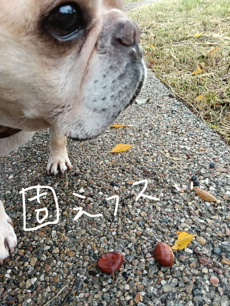 Bonboya43's tweet photo. 何故か栗🌰が落ちていた。栗の木もイガイガも無いとこに😳台風で飛んで来た？ https://t.co/x79BlpwsTX