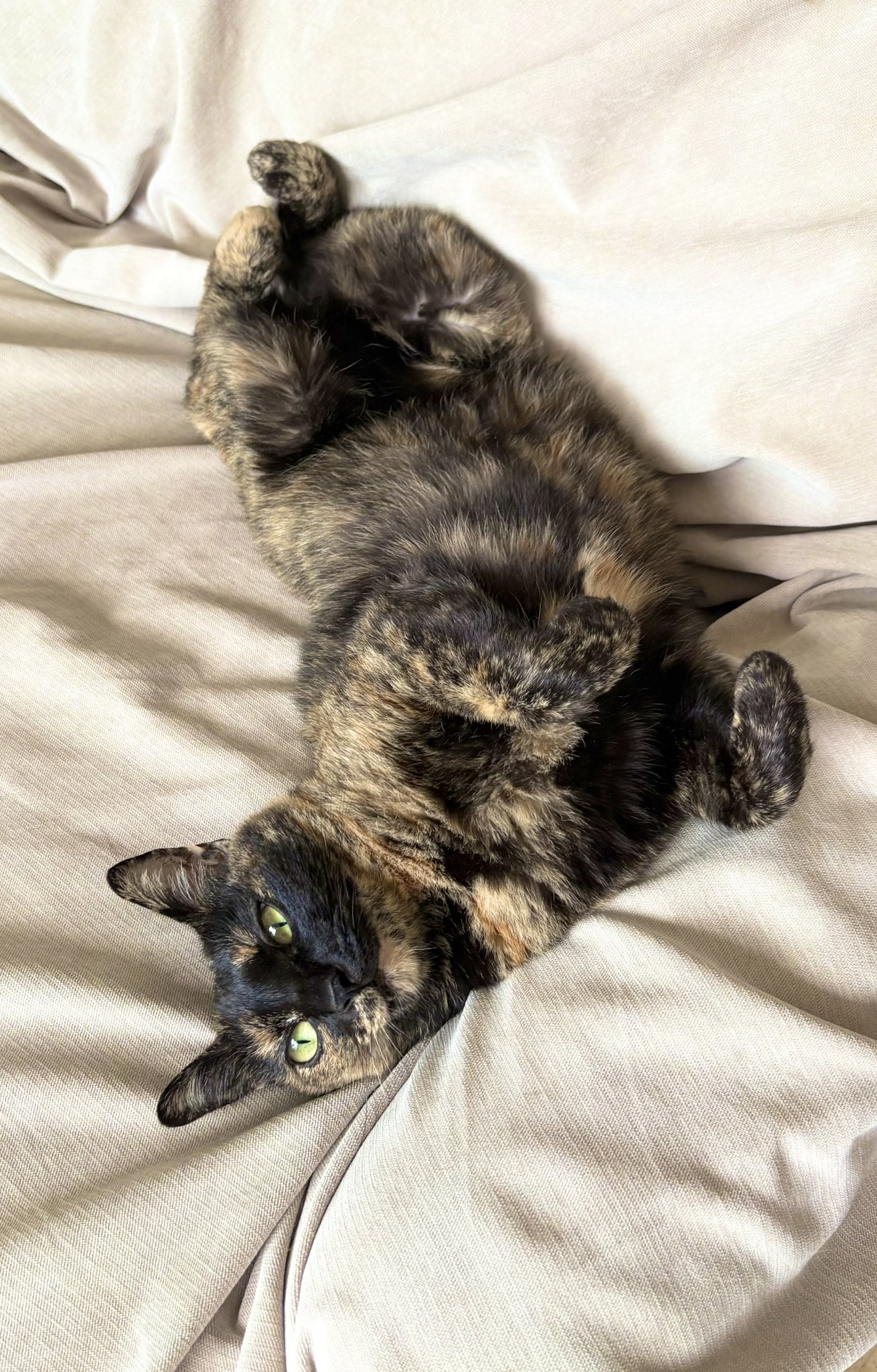 さひにゃん♡様 猫地ﾈｺﾁｬﾝ on X: 