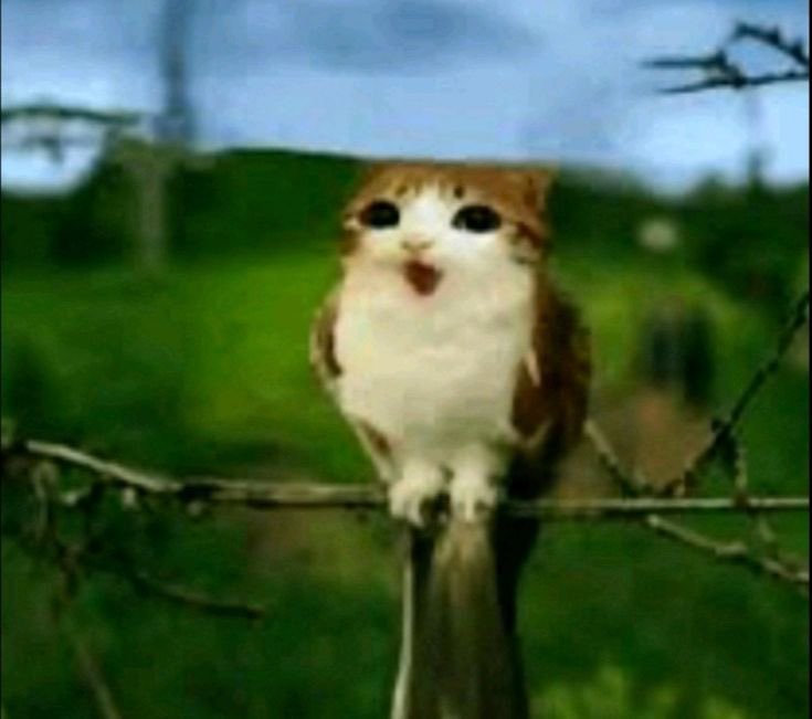 Amusඞble tweet media