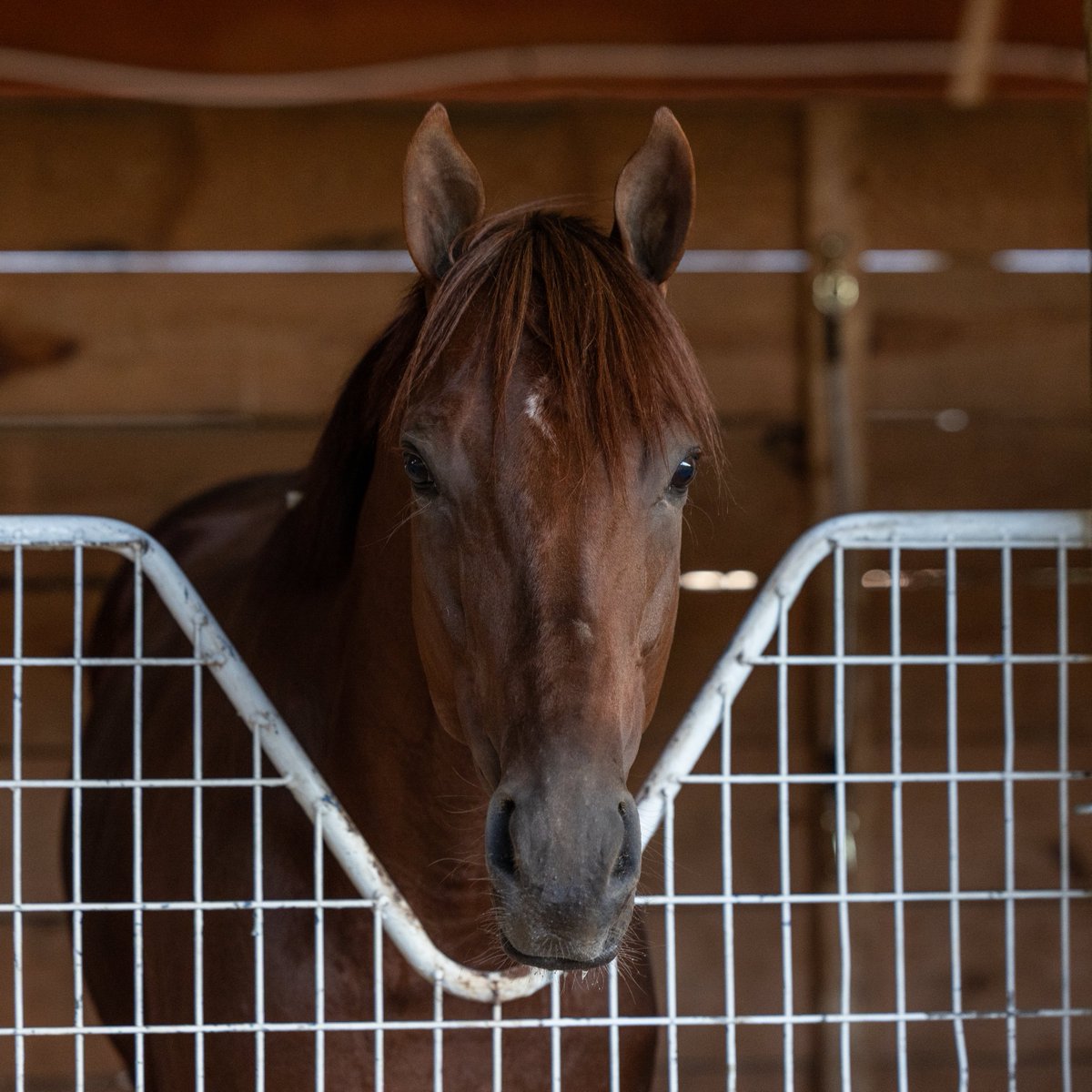KYDownsRacing's tweet photo. Hi there, horses! 👋

#KyDowns https://t.co/9RHiGxFf0O