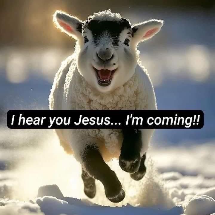 "My sheep hear my voice, and I know them, and they follow me." —John 10:27 ✝️📖