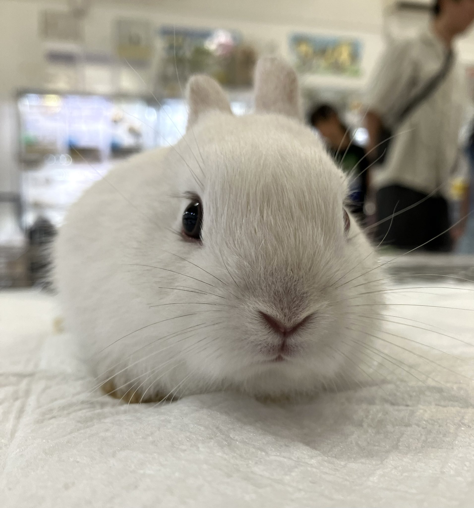 ぺけっと春日井店(旧ペポニ春日井店) on X: 