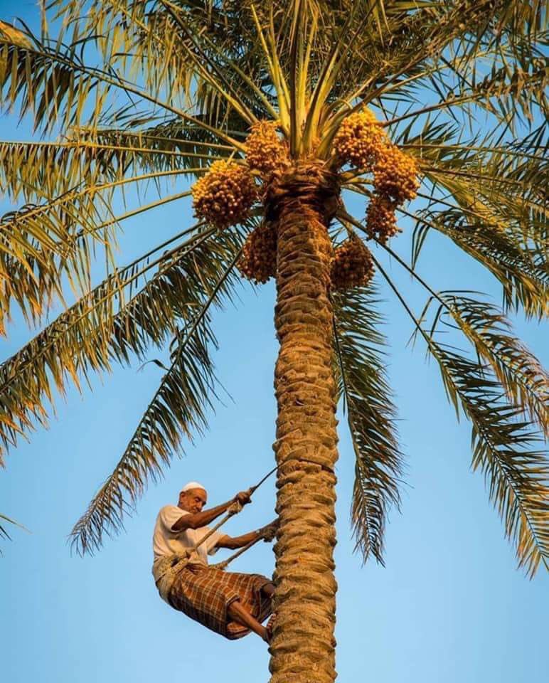 #عجوتك #تمور #نخلتك #معلومات 

🌱 استهلاك النخلة للماء
•النخلة من أكثر الأشجار قدرة على التكيف مع العطش، لكنها في المقابل من أكثر المحاصيل استهلاكًا للماء إذا كان الهدف إنتاج تمر جيد وبكميات وفيرة.
•الجذور عميقة وتمتد لمسافات طويلة، مما يساعدها على الوصول للماء الجوفي حتى في