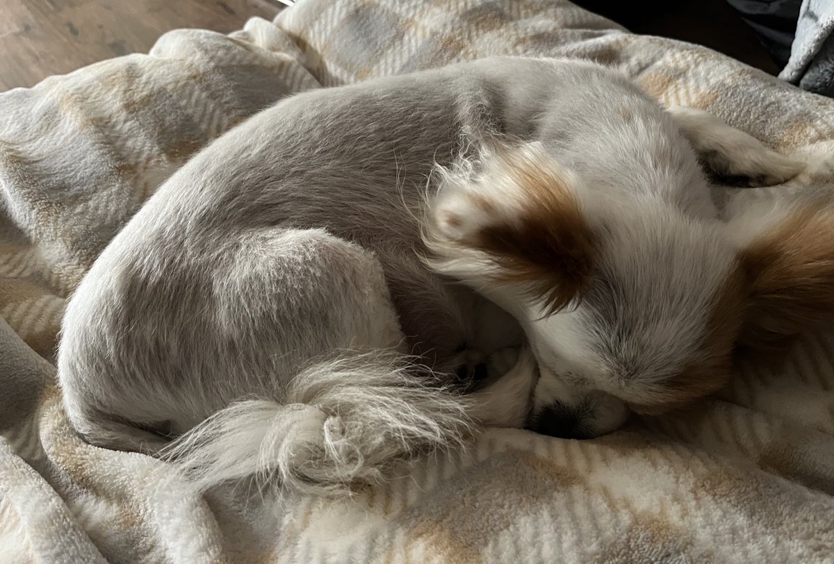 Hi frens. My mom made my fav dinner and forgot to take a pic. It’s scallops, eggs, carrots, and cabbage. 
Here’s a pice of me in my food coma. Ignore my belly. It’s the angle.