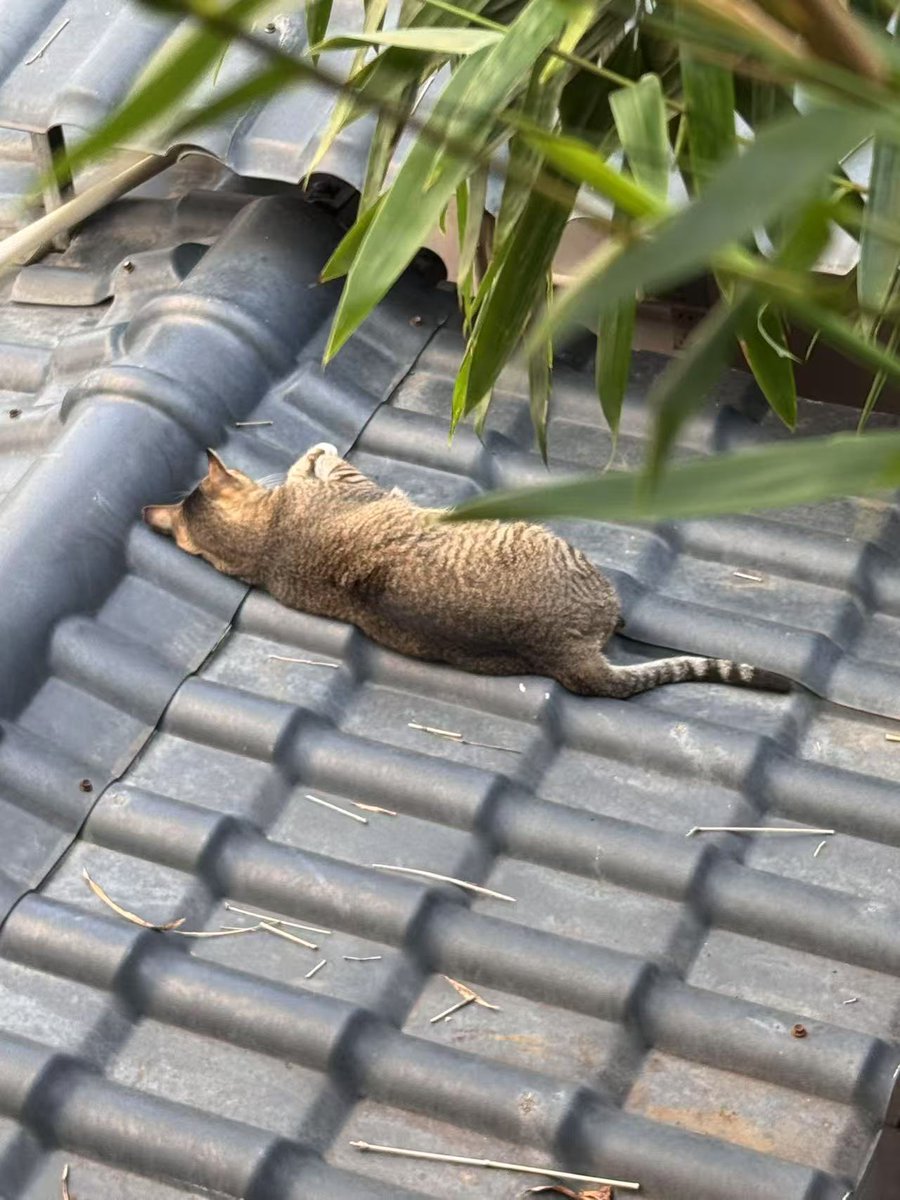 Newxiaoshaoye🇦🇺🇨🇳 (@newxiaoshaye) on Twitter photo 