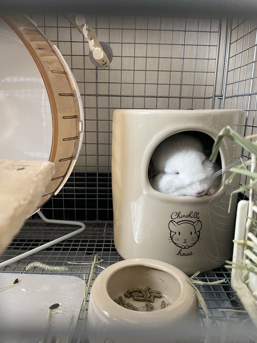 (  ⌯ω⌯)ねむい→( ˇωˇ )すやすや