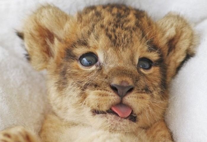 투디남자각혈콤 솜사탕 (@cotton_candeee) on Twitter photo 