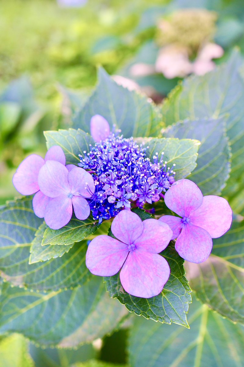 TomosNatureHike's tweet photo. 遅咲きの紫陽花が綺麗だった朝の散歩
風はすっかり秋です
今夜は最後の花火大会🎇
気持ちよく晴れて、生き物たちも楽しそう😃 https://t.co/nFpOPa4usu