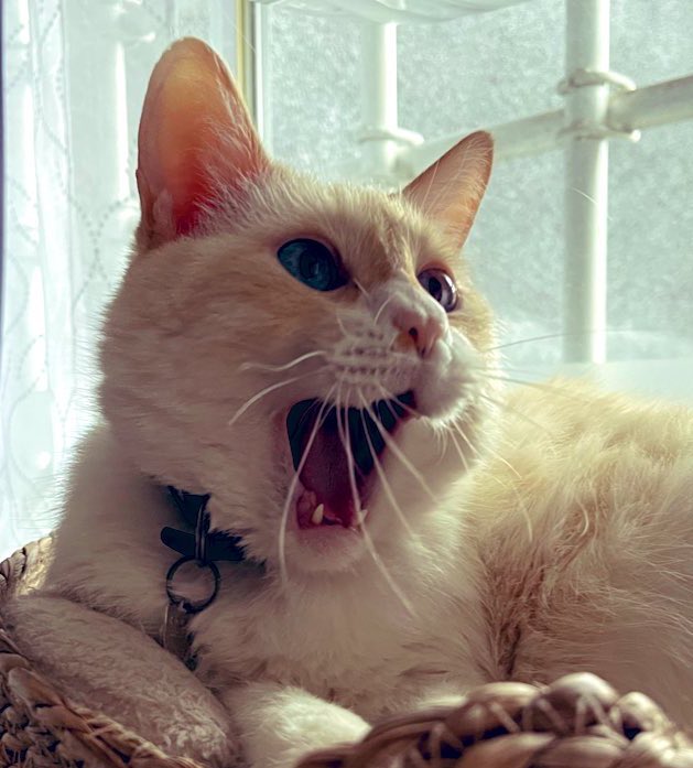 Ayuna companiera qese yama Yahaira, zean azi con zuz igos oigan