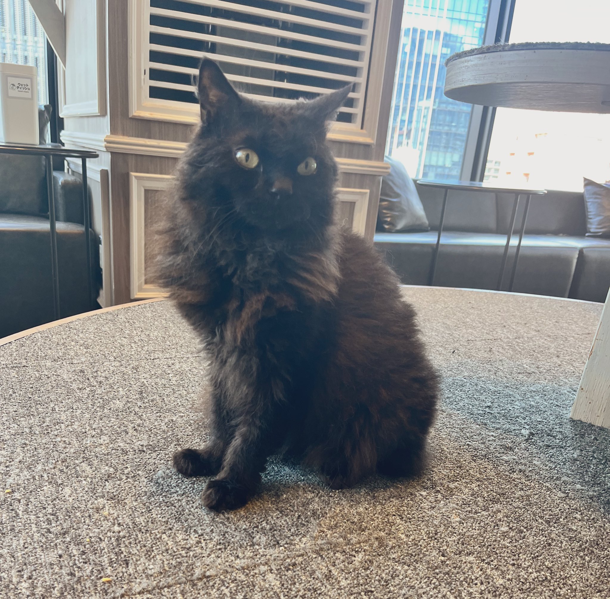 猫 GUCCI グッチ レザー シューズ ウイングチップ