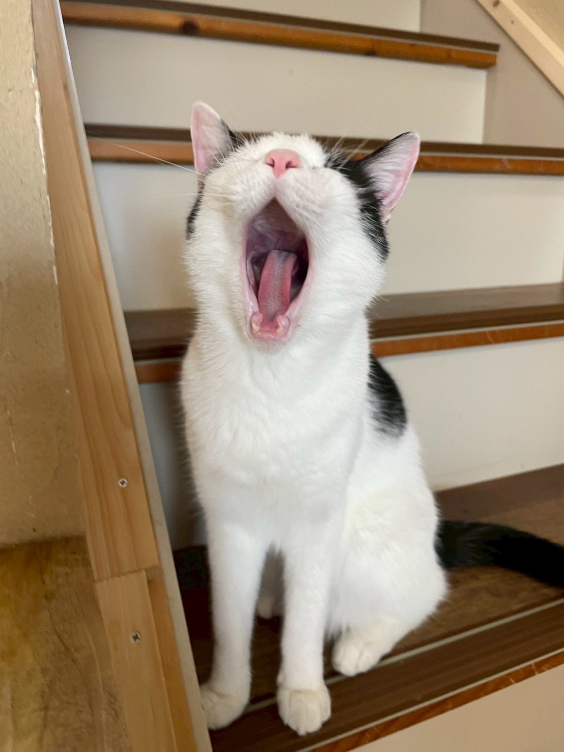 保護猫カフェ ネコリパブリック岐阜店(公式) on X: 