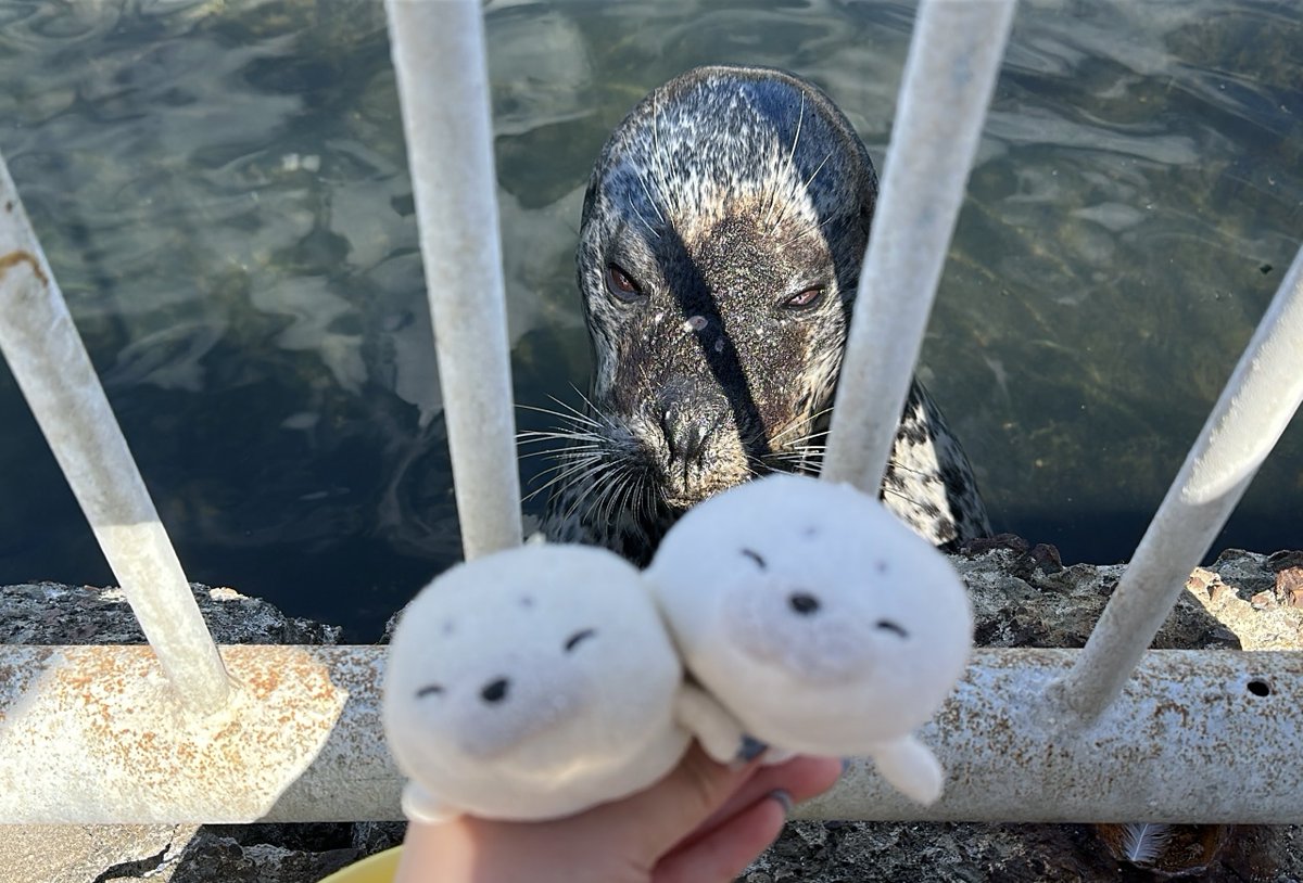 2025.08 #おたる水族館 #まる
まるくんのお母さんはジージーちゃんやな( `ω ´ )( `ω ´ )どっちも会うてきたで〜❣️
#せやねん #そやねん