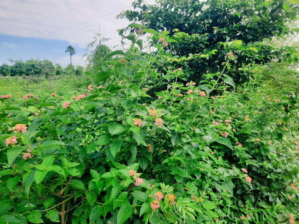 JagadishKumarB4's tweet photo. Hi Everyone, From nature, we learn important lessons like patience, resilience, and how all living things are connected. It teaches us to respect and live in harmony with the world around us. #savenature https://t.co/279ZkNVHNH