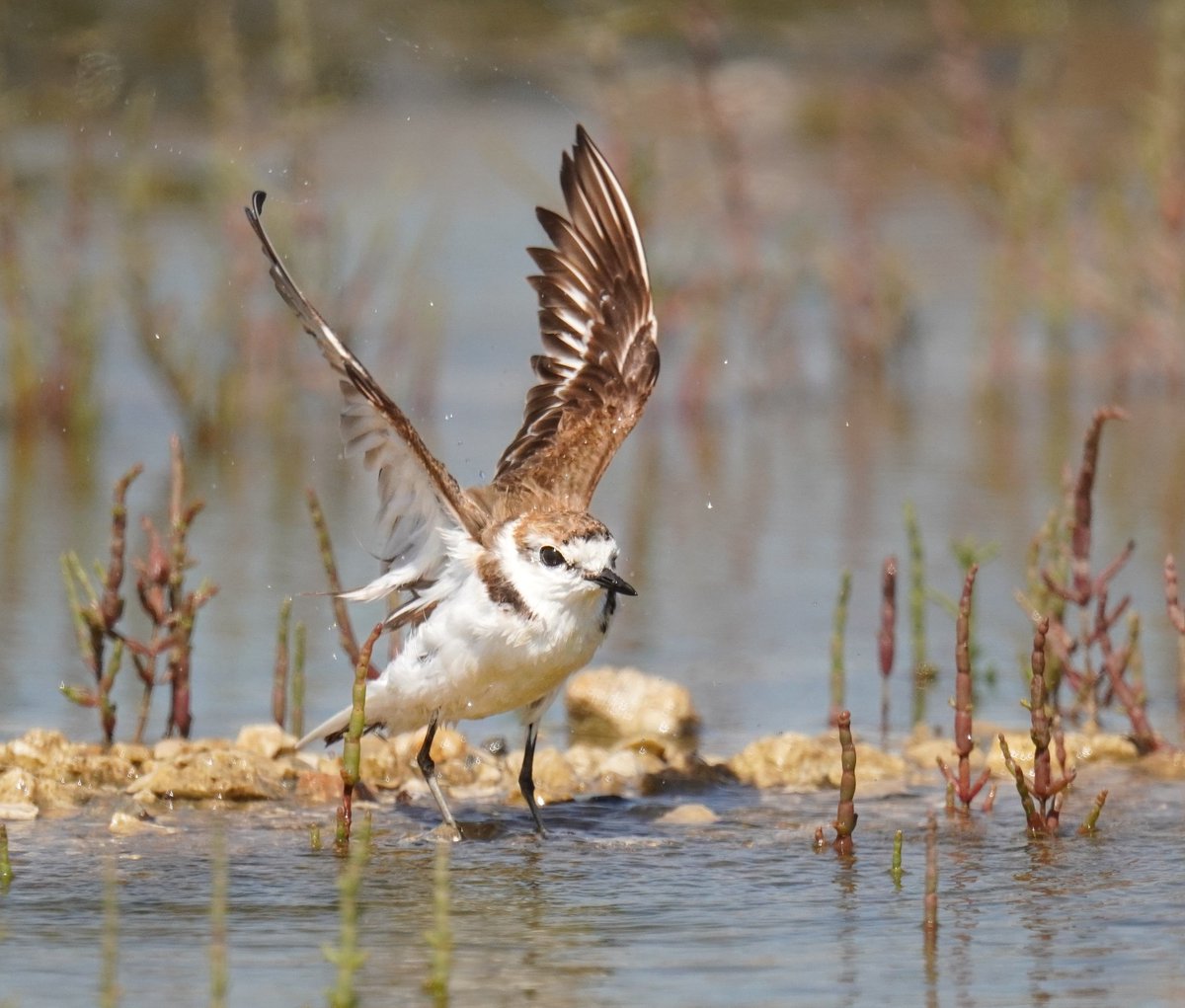 ❤️
Hep bir yürek sızısı vardır
Gizli saklı odalarda..çeyiz sandıklarında
Yüzü hayal meyal, çizgileri belirsiz
İçim cız eder sarkıları dinledikçe
Ne yürek acısıdır bilinmez, söylenmez
Dile gelmez adı,bitmeyen bi aşk hikayesi aslında ..
vedatateş 

Akca cılıbıt