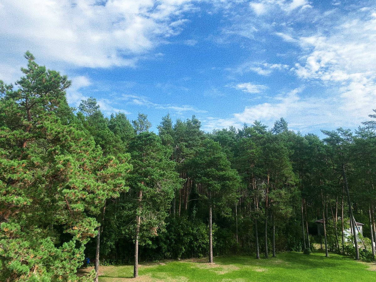 я уехала из Вильнюса жить в город поменьше, и это стало лучшим терапевтическим решением для меня 🥹 

теперь каждый день мы с собаней гуляем по лесу, смотрим на дачные домики, знакомимся с местными кошками

тишина, спокойствие и гармония.. я очень устала от больших городов