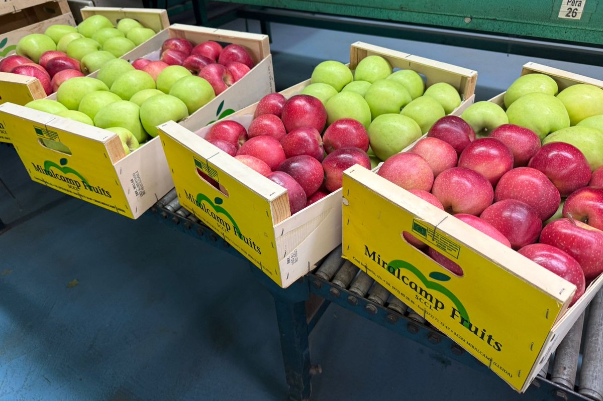 CFJ Mollerussa tweet media