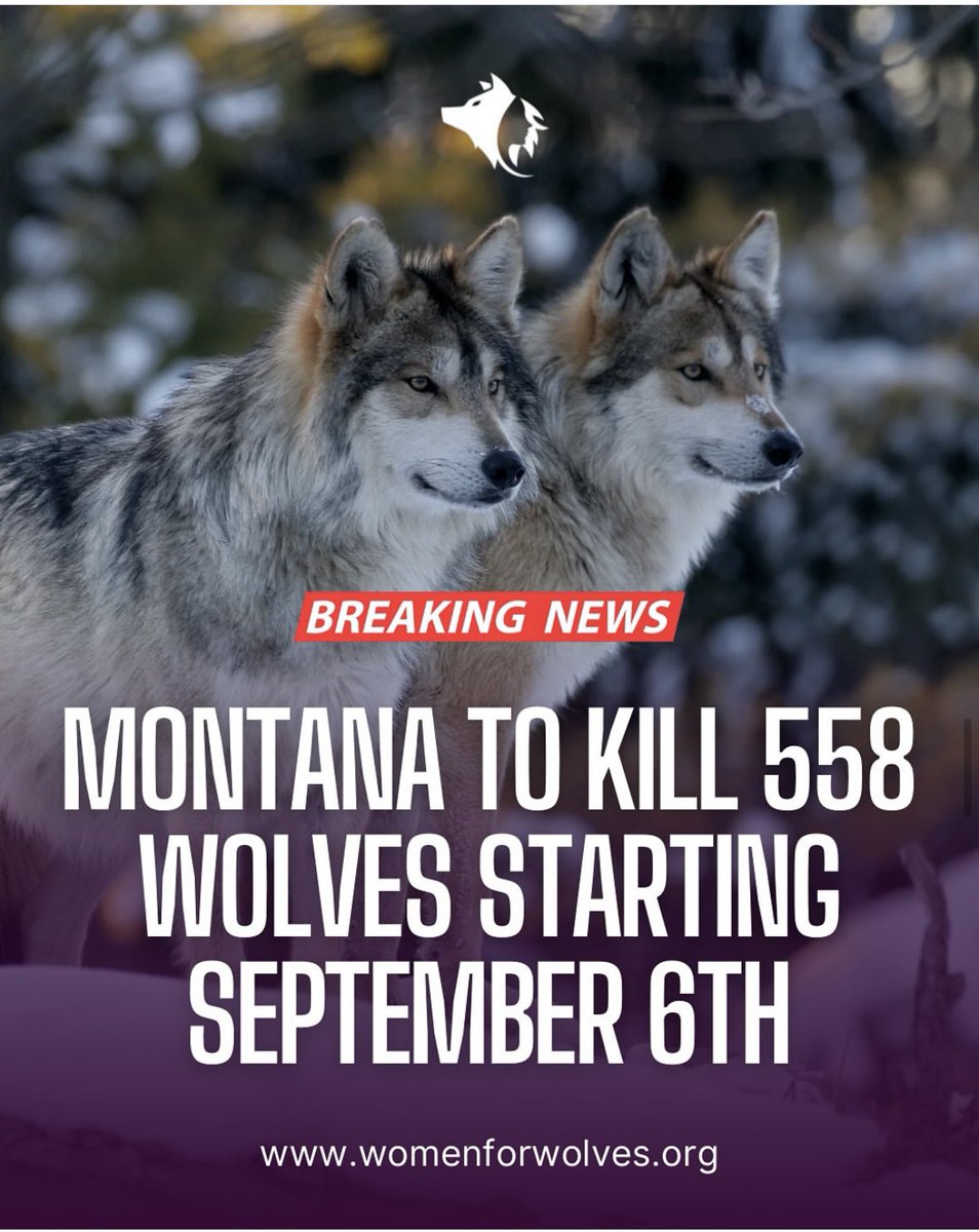 Devastating &amp; broken❗️🐺
Wolf hunting season in #Montana &amp; #Yellowstone begins September 6th. 😢
#Wolves #USA