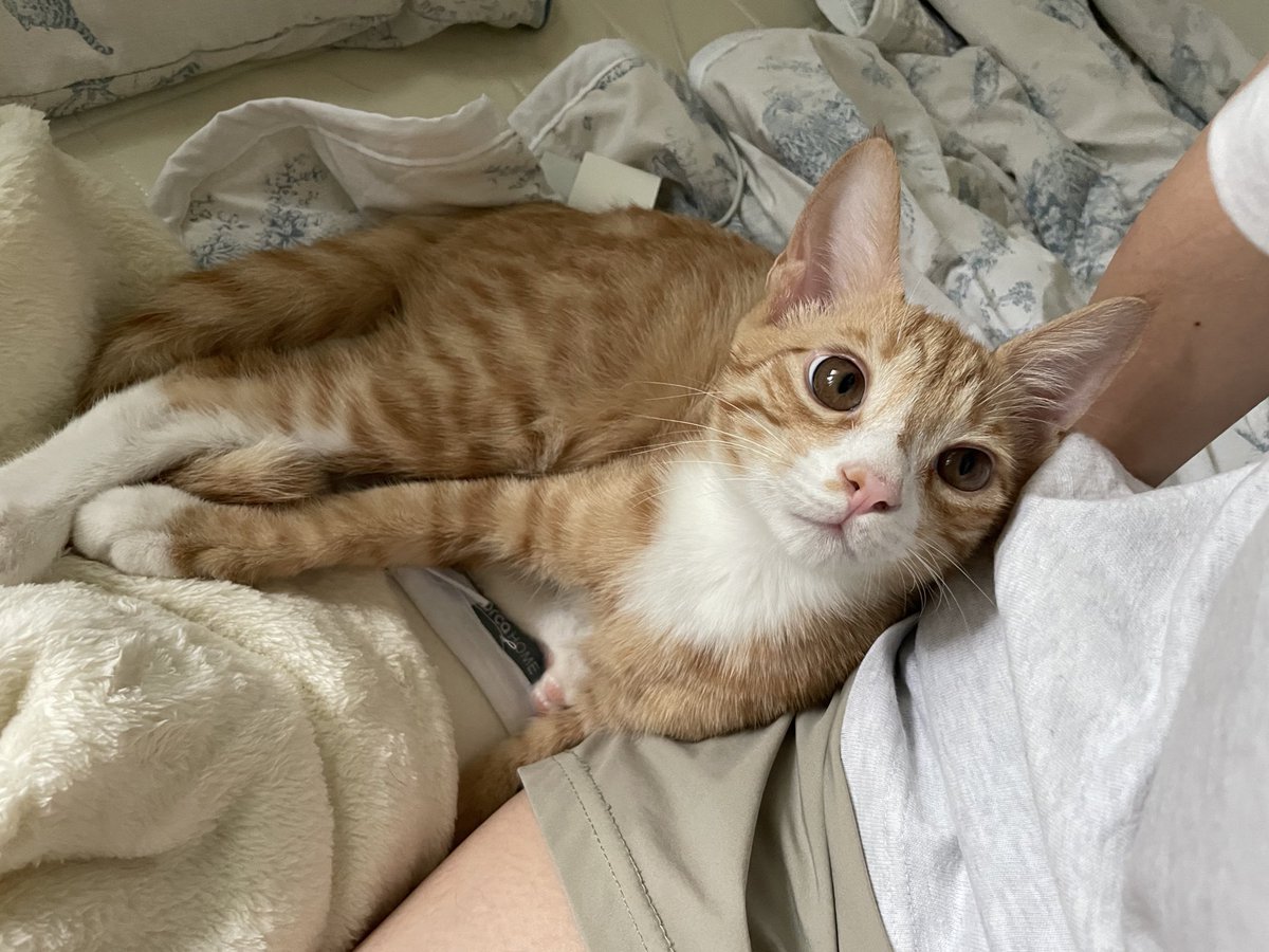 카롱아 진짜 가족찾아서 사랑만 받아 알아찌? 잘 할 수 있지?

#가족찾는_카롱 #나비야사랑해