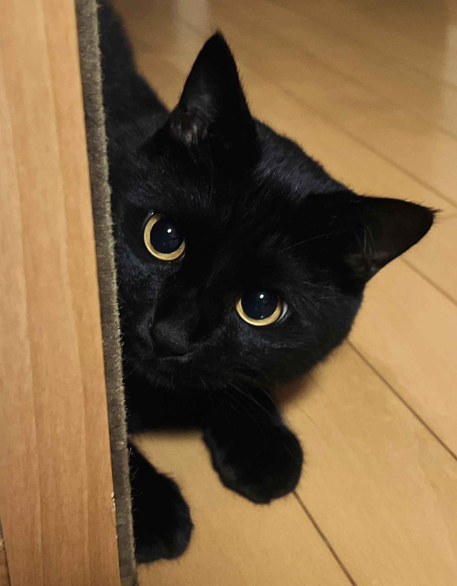 うにこん その他のプーリー交換・ライブディオJ・GODIVA・シルビア