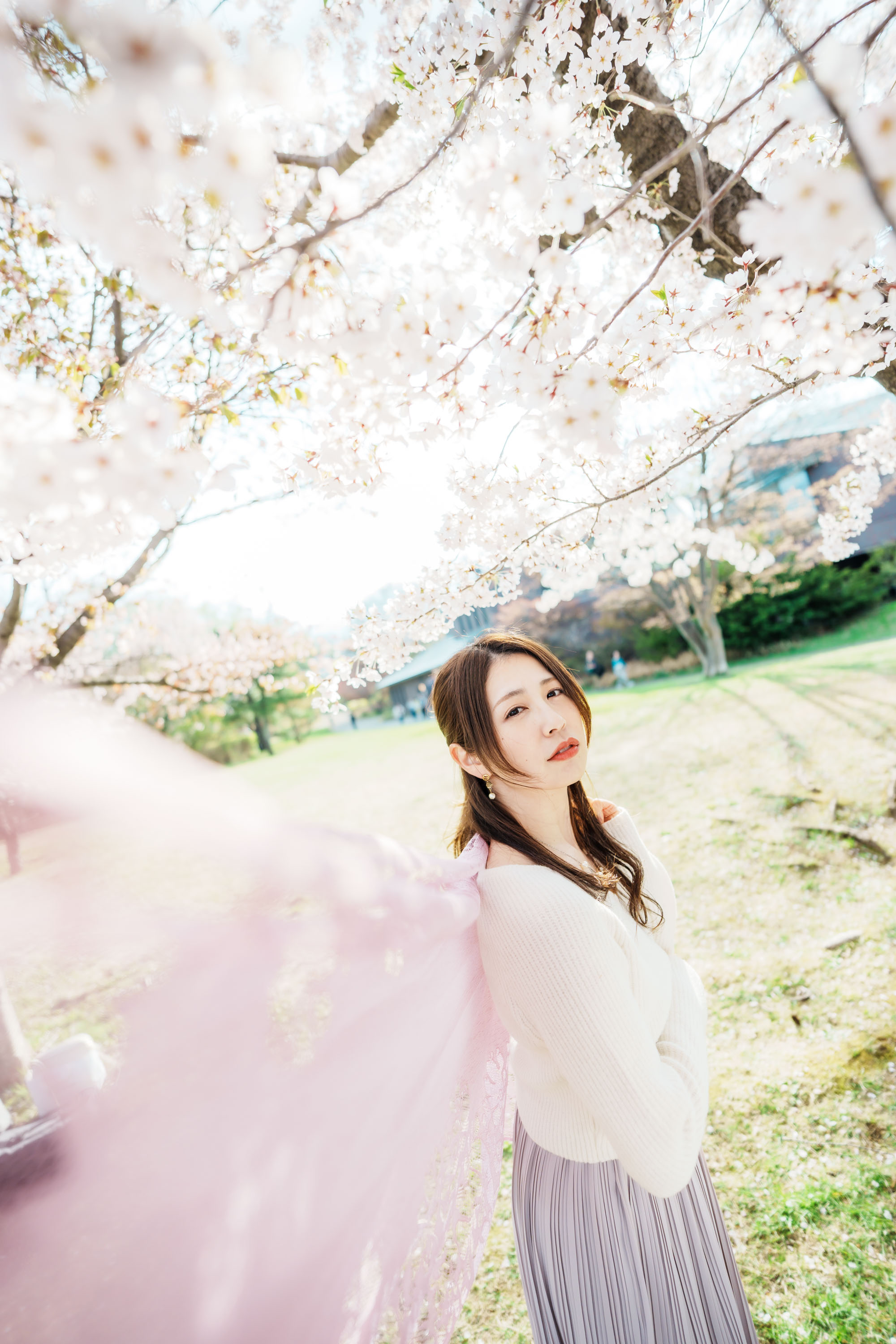 ✴️桜✴️ 桜 - Search / X